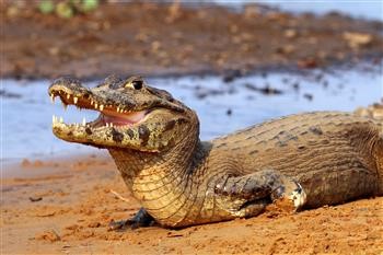 "Mspy Install Instructions